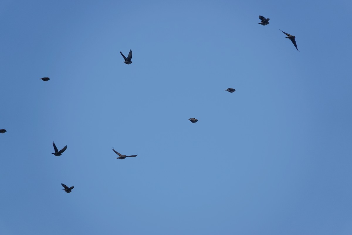 Red-winged Blackbird - ML386403041