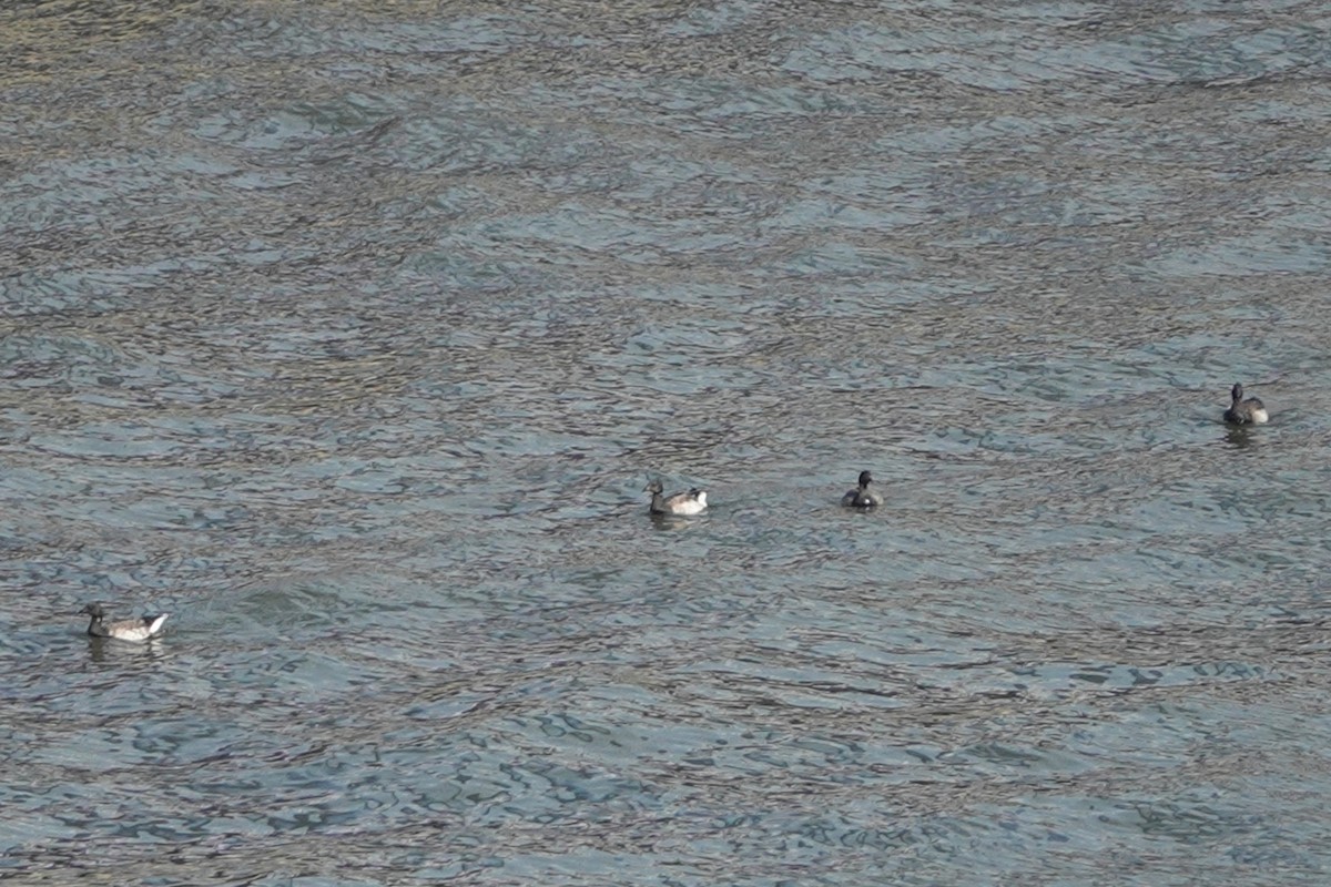 Branta musubeltza - ML386403061