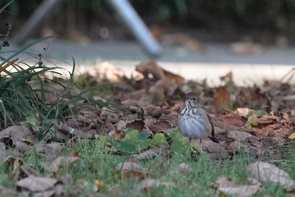 Hermit Thrush - ML386403121