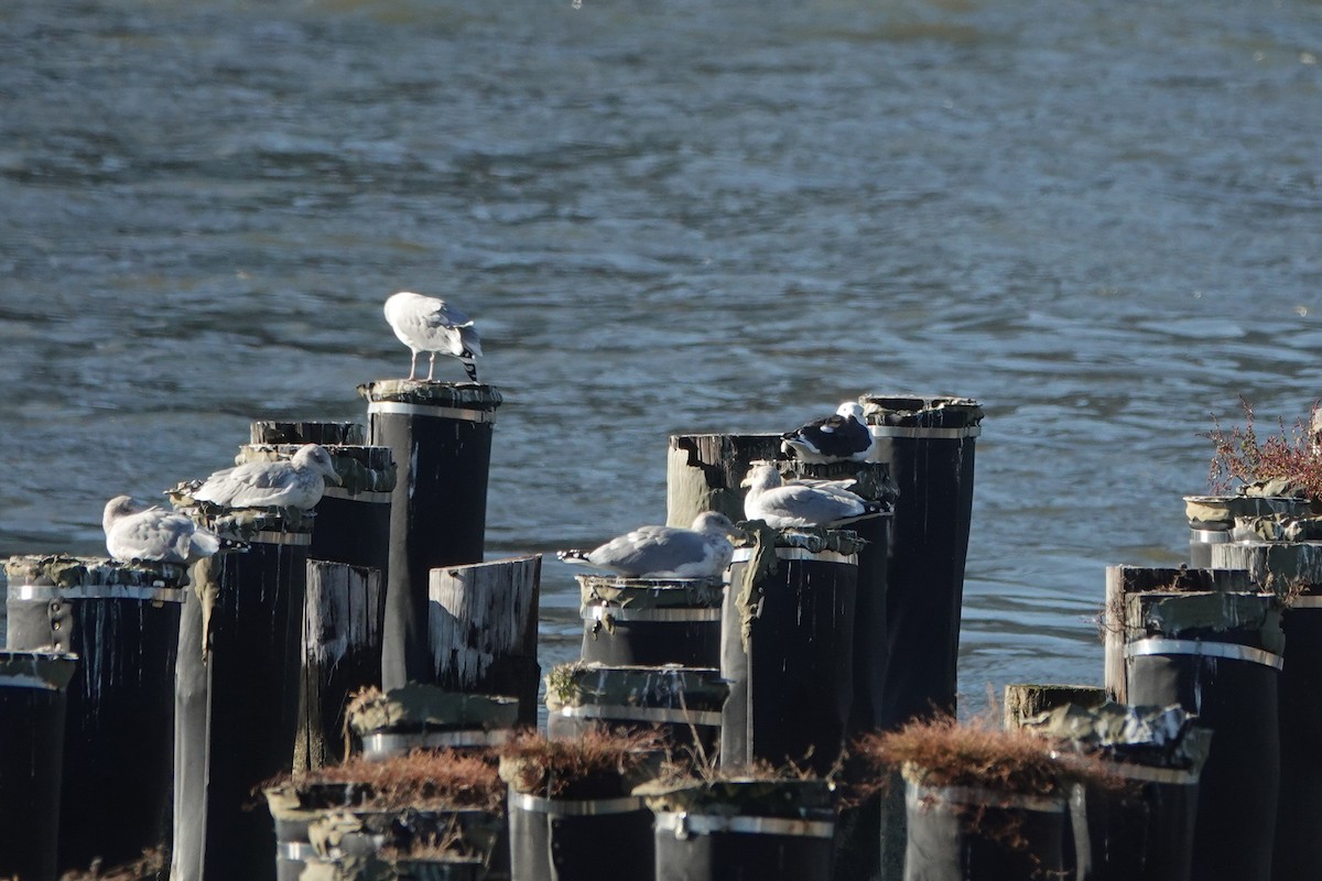 Herring Gull - ML386403231