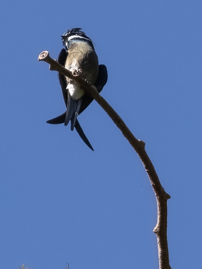 Whiskered Treeswift - Charmain Ang