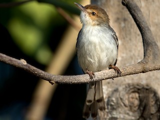  - Sao Tome Prinia
