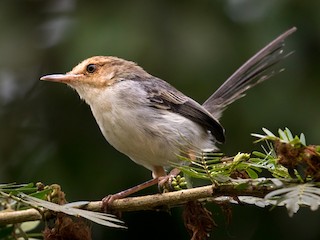  - Sao Tome Prinia