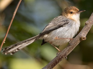  - Sao Tome Prinia