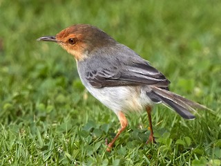  - Sao Tome Prinia