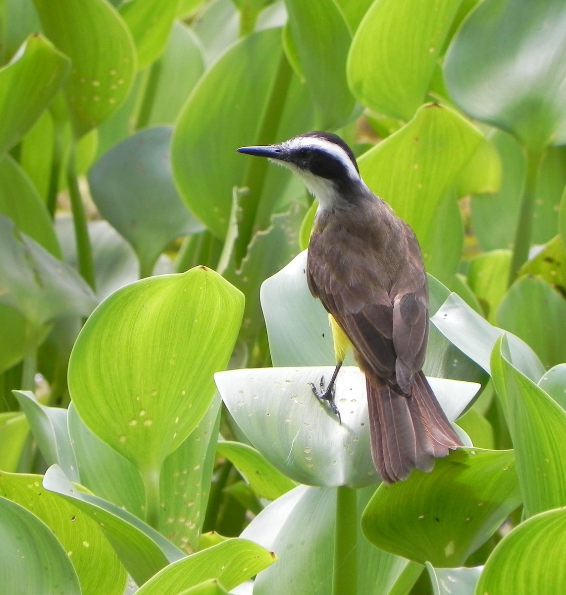 Lesser Kiskadee - David Bree