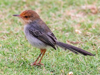  - Sao Tome Prinia