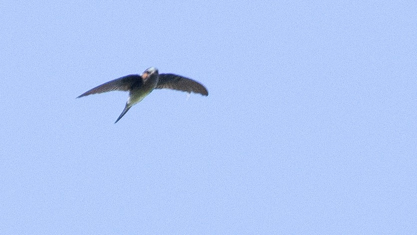 Gray-rumped Treeswift - ML386404441