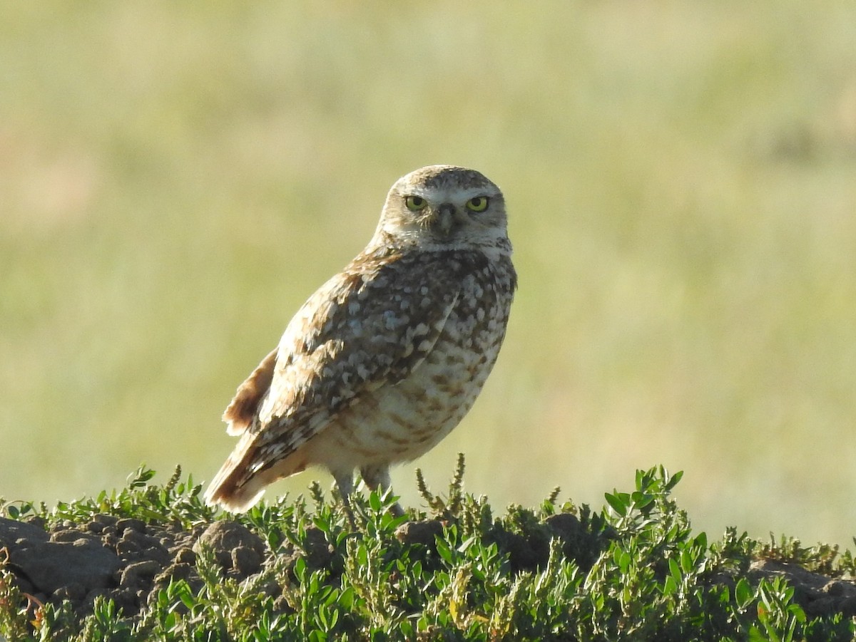 Burrowing Owl - ML386404771