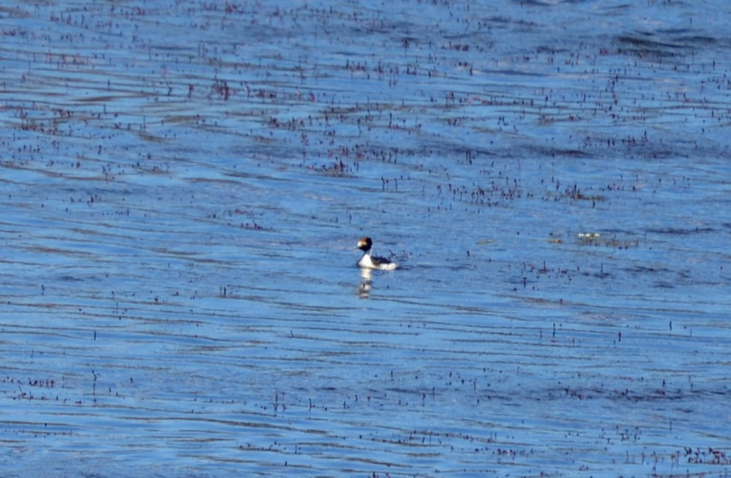 Hooded Grebe - ML386405191