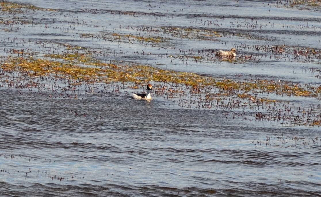 Hooded Grebe - ML386405201