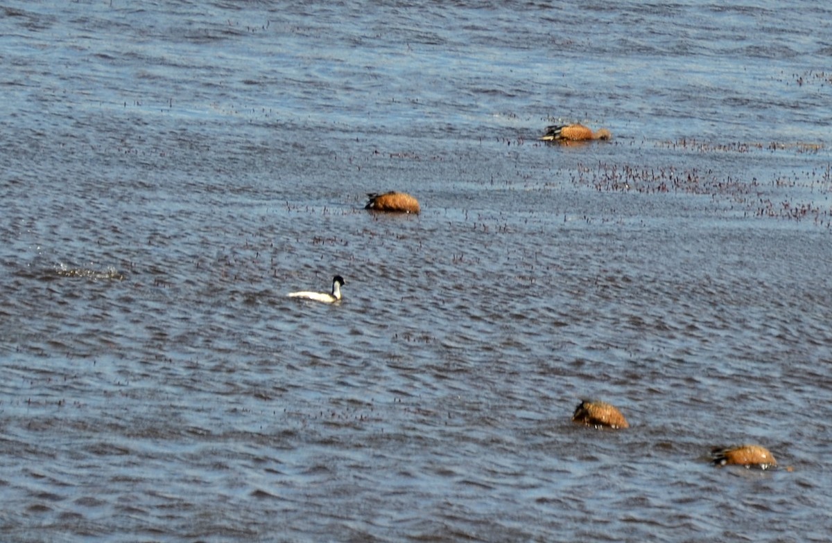 Zampullín Tobiano - ML386405211