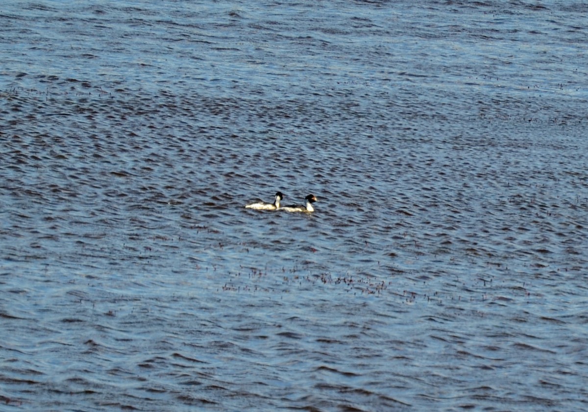 Hooded Grebe - ML386405221