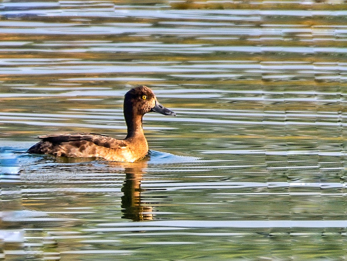 Tufted Duck - ML386405531