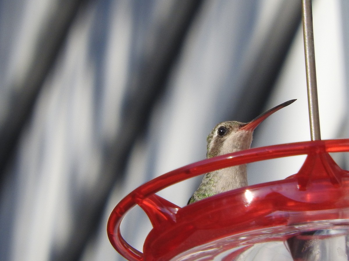 Broad-billed Hummingbird - ML386405811