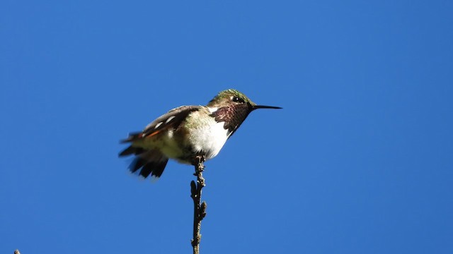 Bumblebee Hummingbird - ML386406601