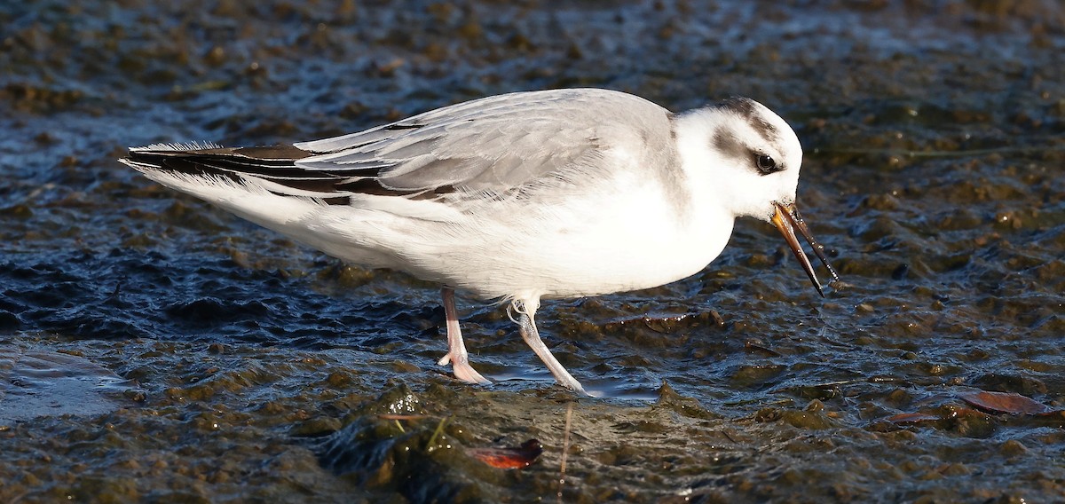 Red Phalarope - ML386407691