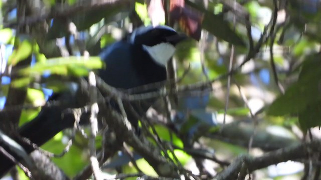 White-throated Jay - ML386407721