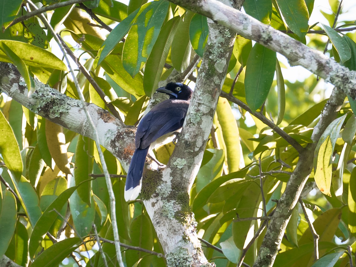 Black-chested Jay - Guillermo NAGY Aramacao Tours