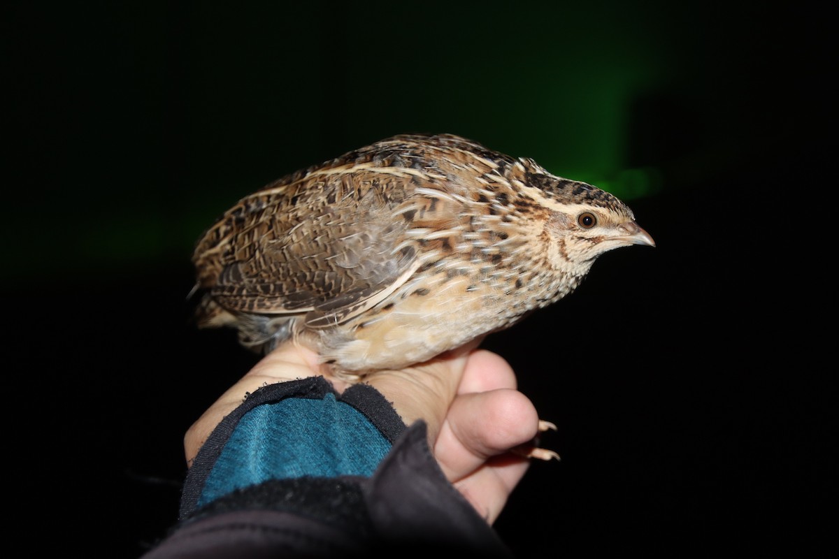 Common Quail - ML386409241