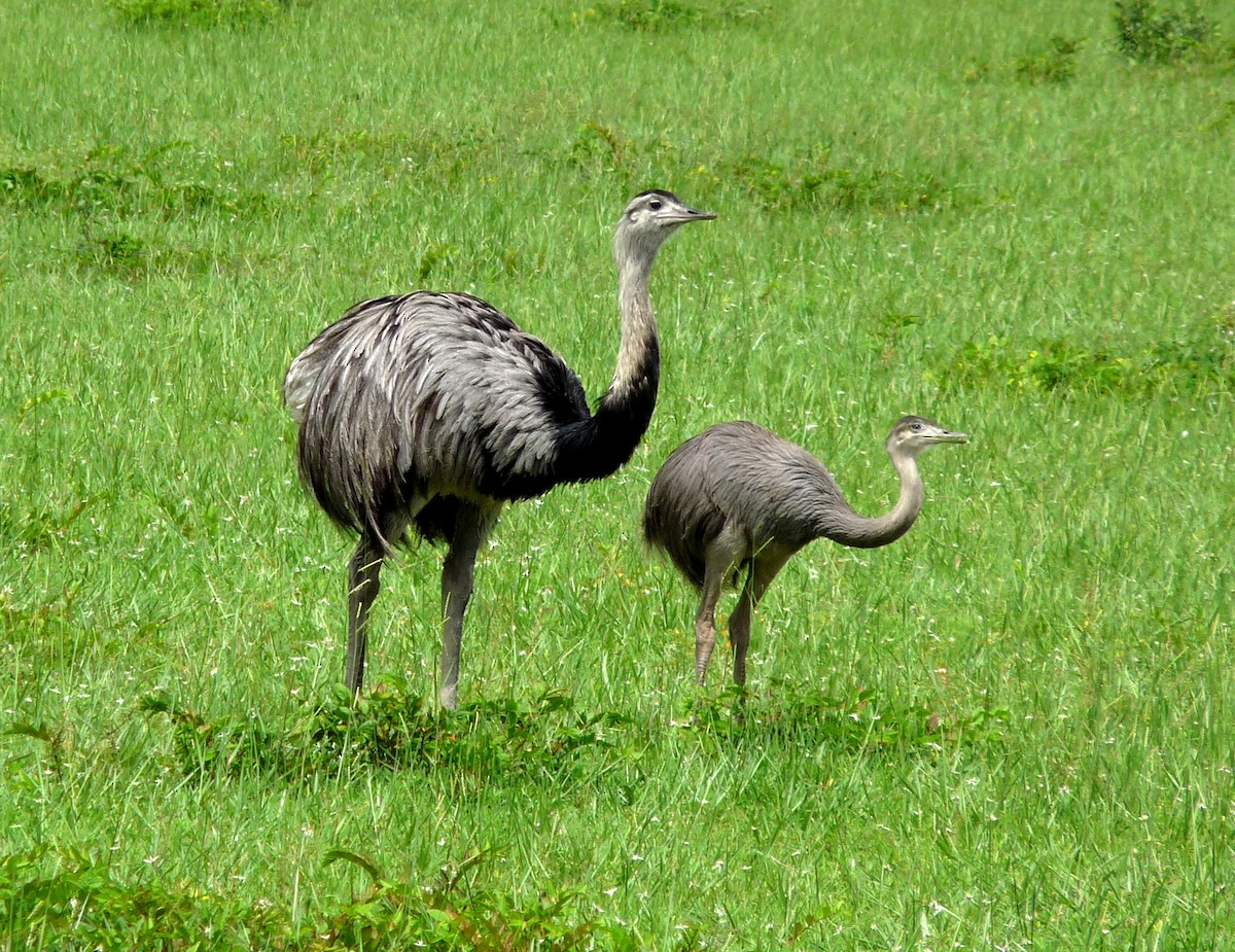 Greater Rhea - ML38640961