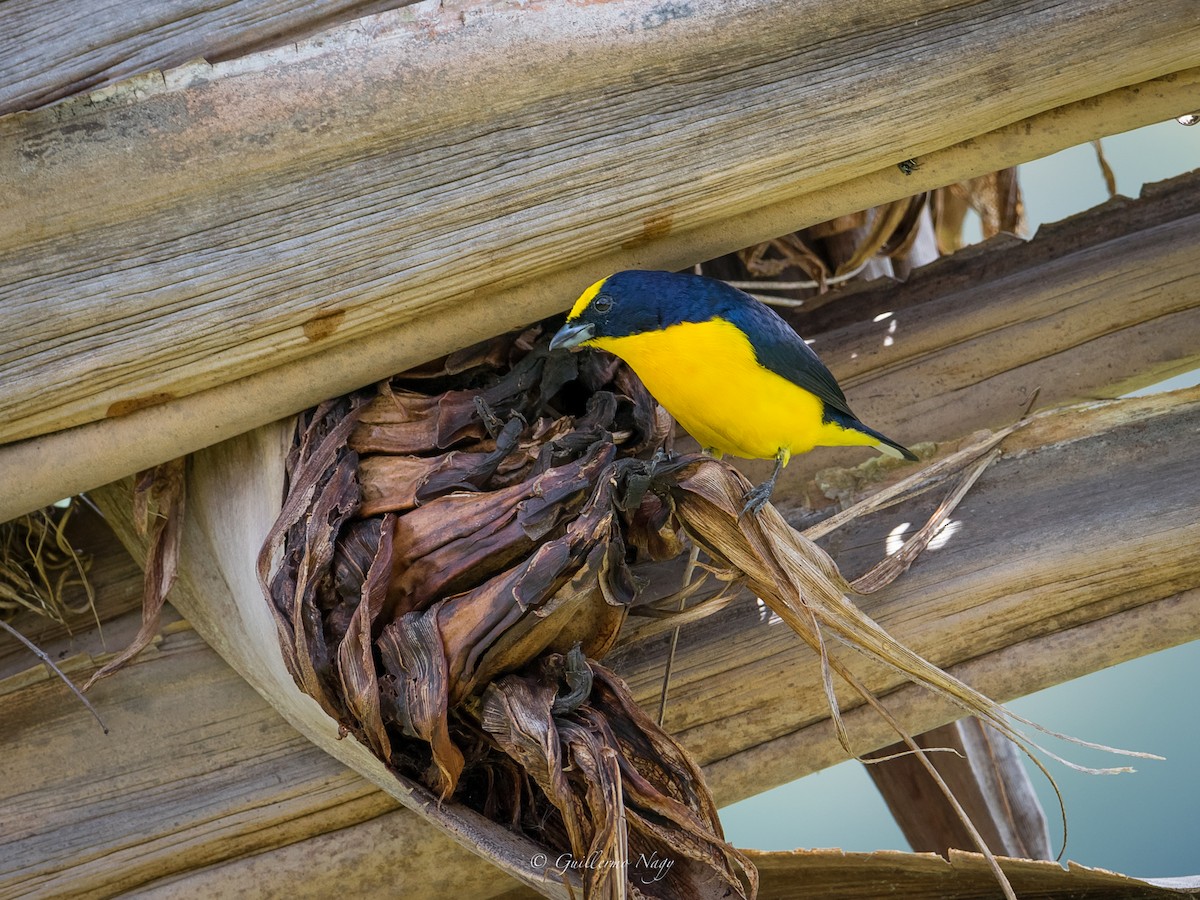 Thick-billed Euphonia - Guillermo NAGY Aramacao Tours