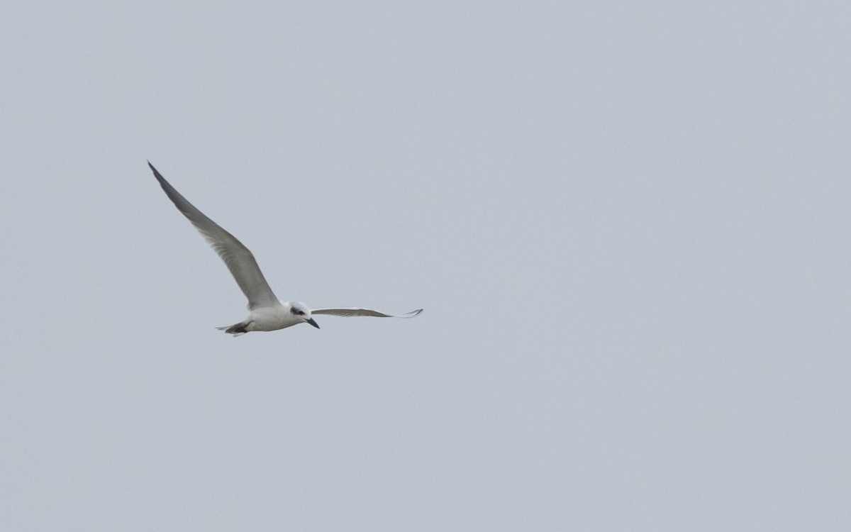 Gull-billed Tern - ML386410281