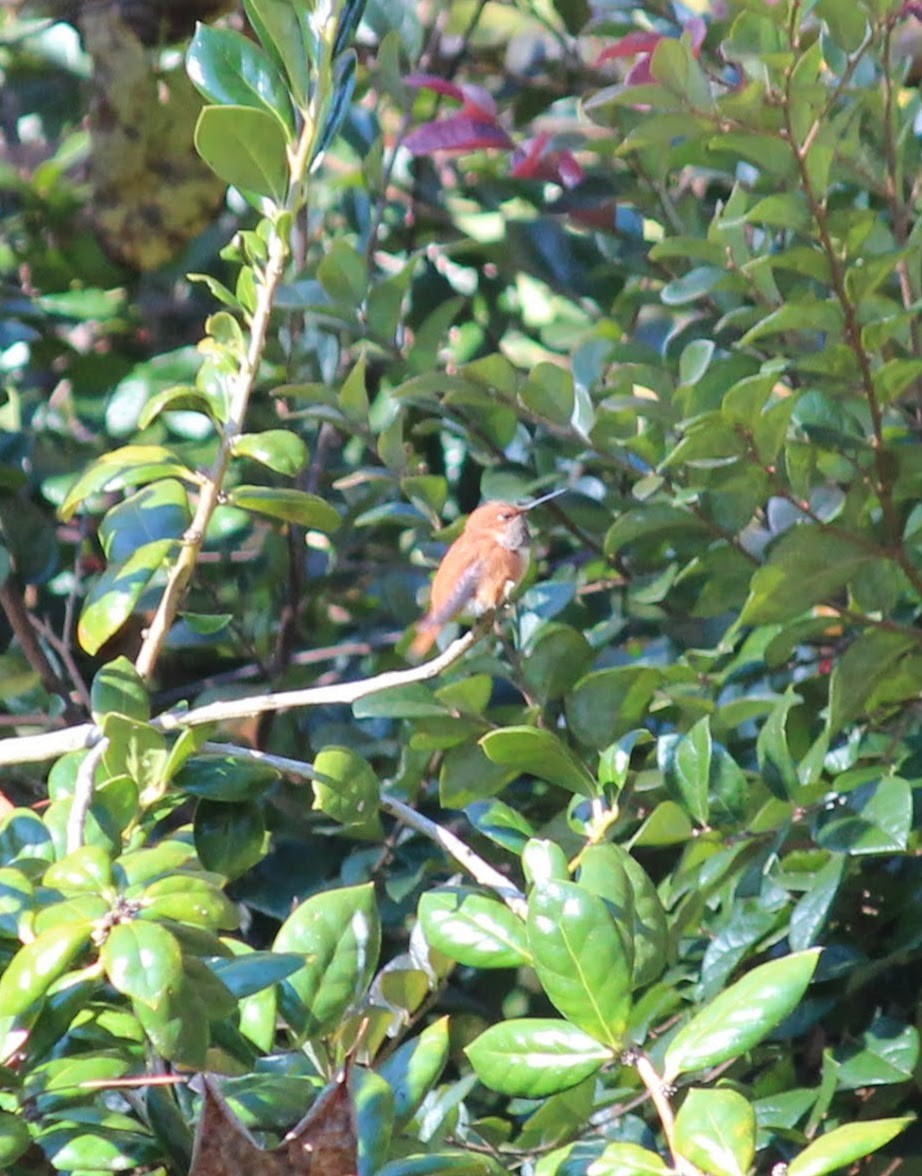 Rufous Hummingbird - Wes Hatch