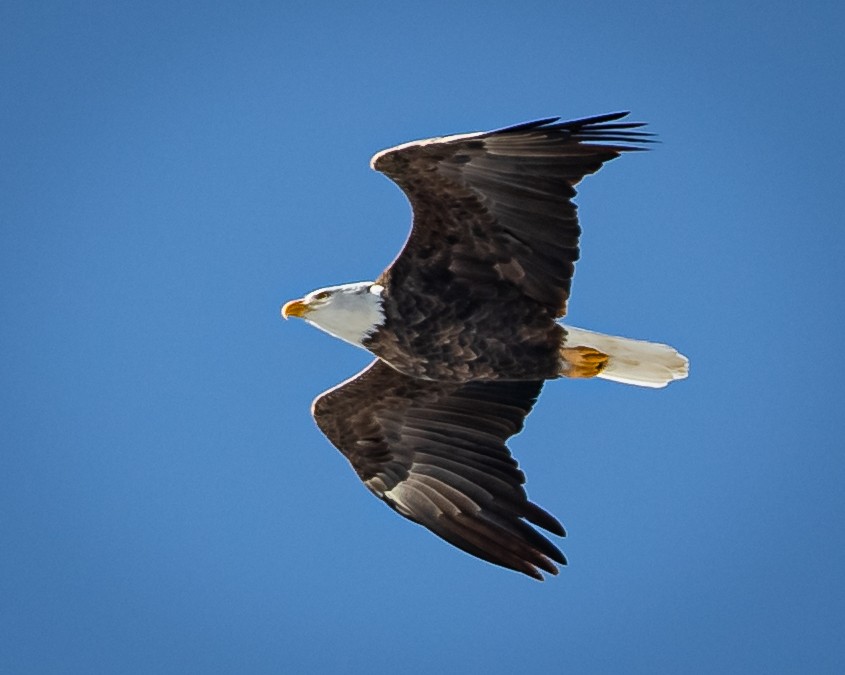 Bald Eagle - ML386415091