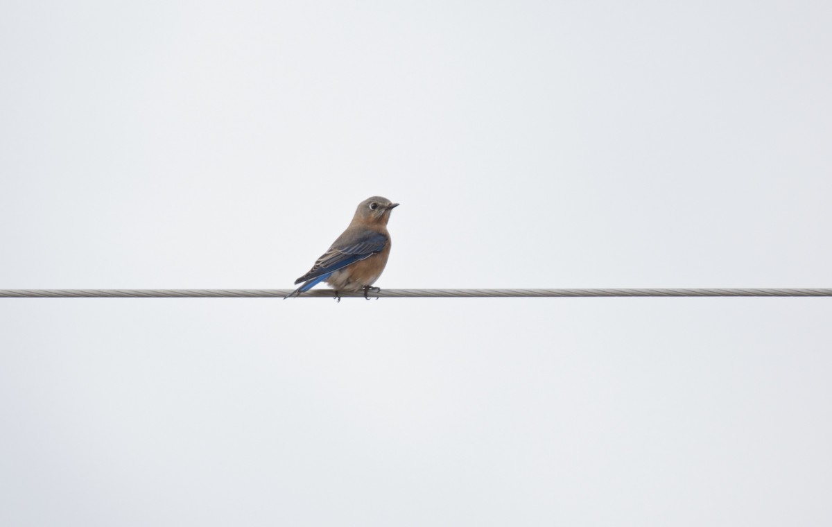 Eastern Bluebird - ML38641521