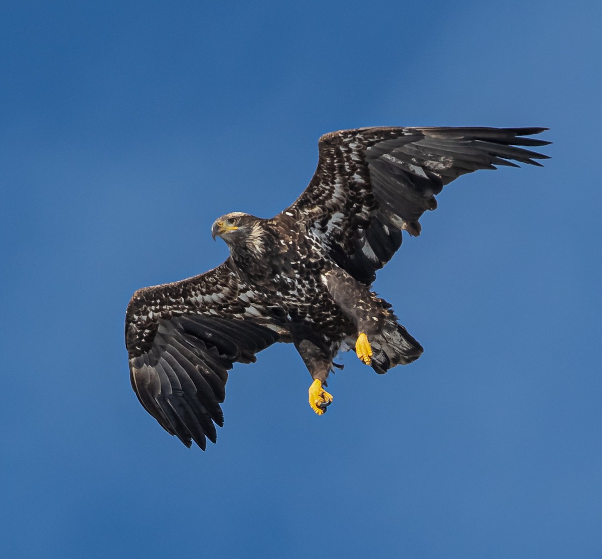 Bald Eagle - ML386415261