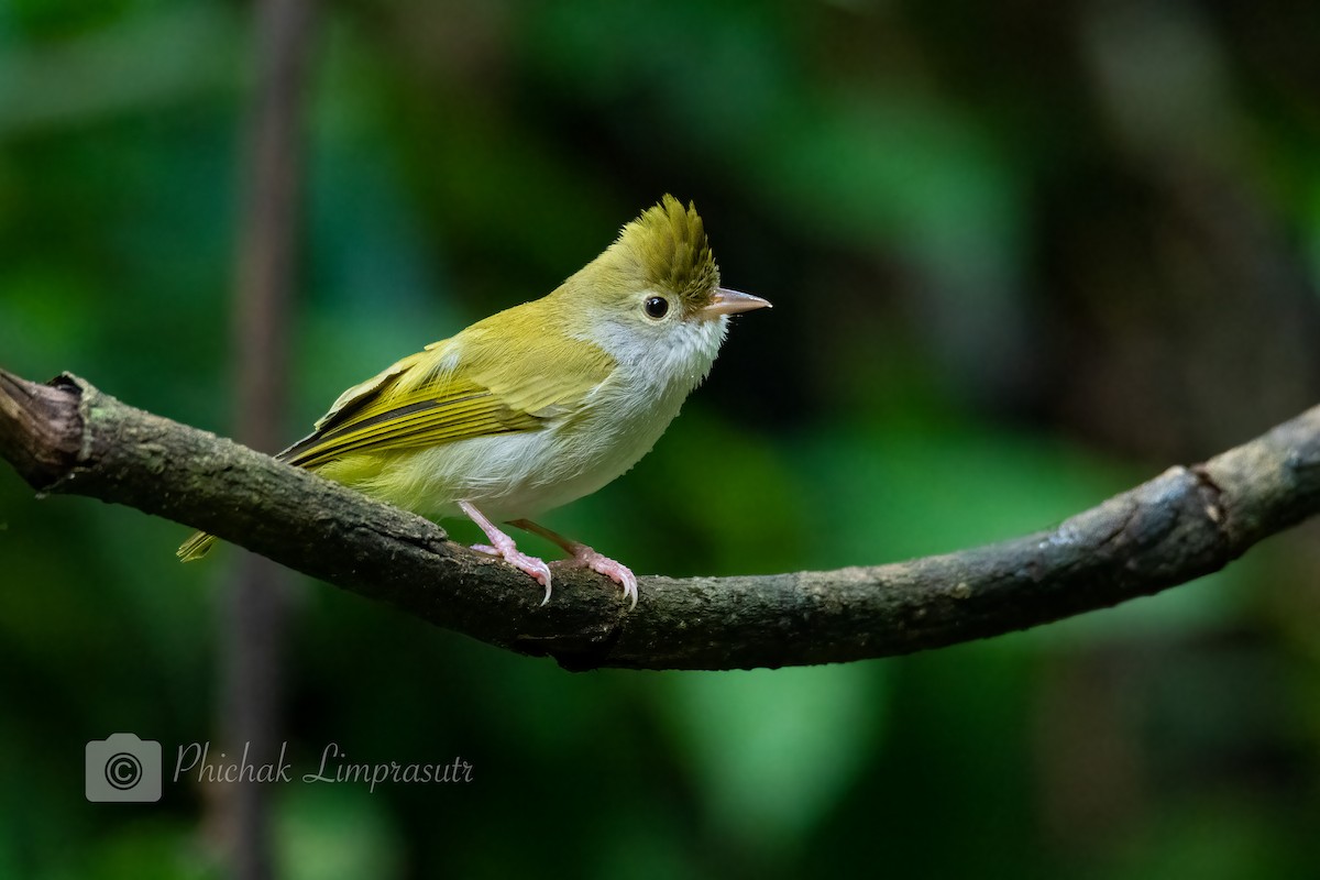 White-bellied Erpornis - ML386415531