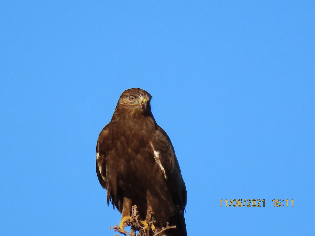 Rough-legged Hawk - ML386416441