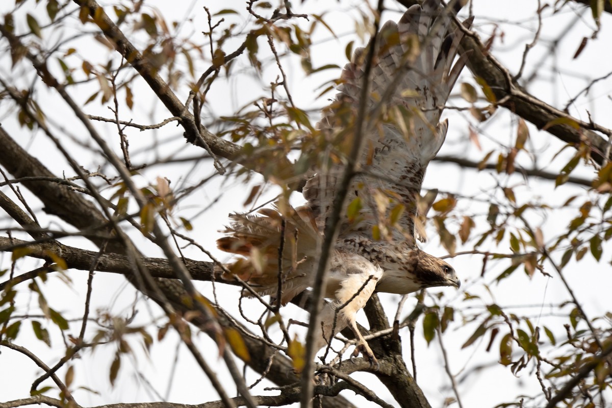 Red-tailed Hawk - ML386417421