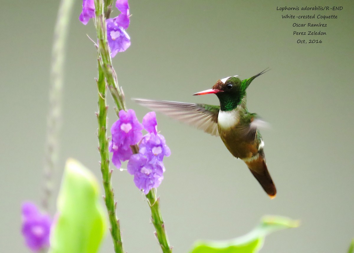 White-crested Coquette - Oscar Ramirez Alan
