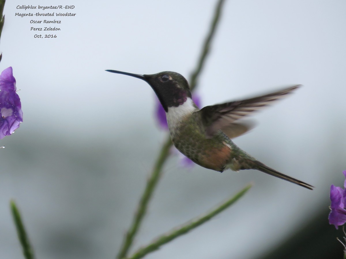 Magenta-throated Woodstar - ML38641771