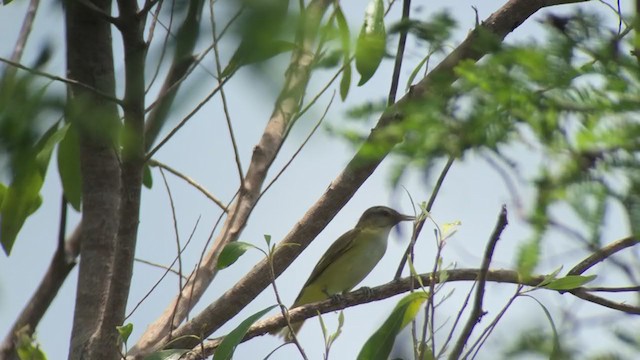 Vireo Verdiamarillo - ML386420731