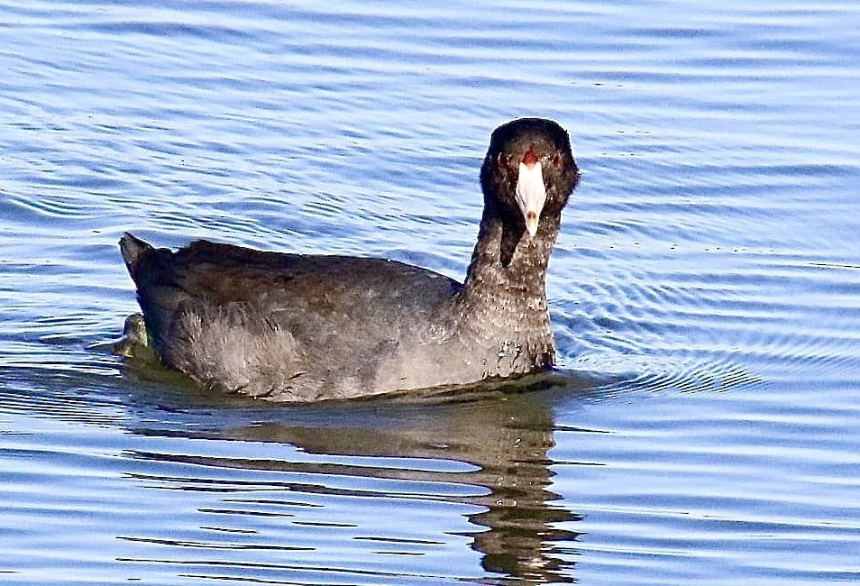 American Coot - ML386422441