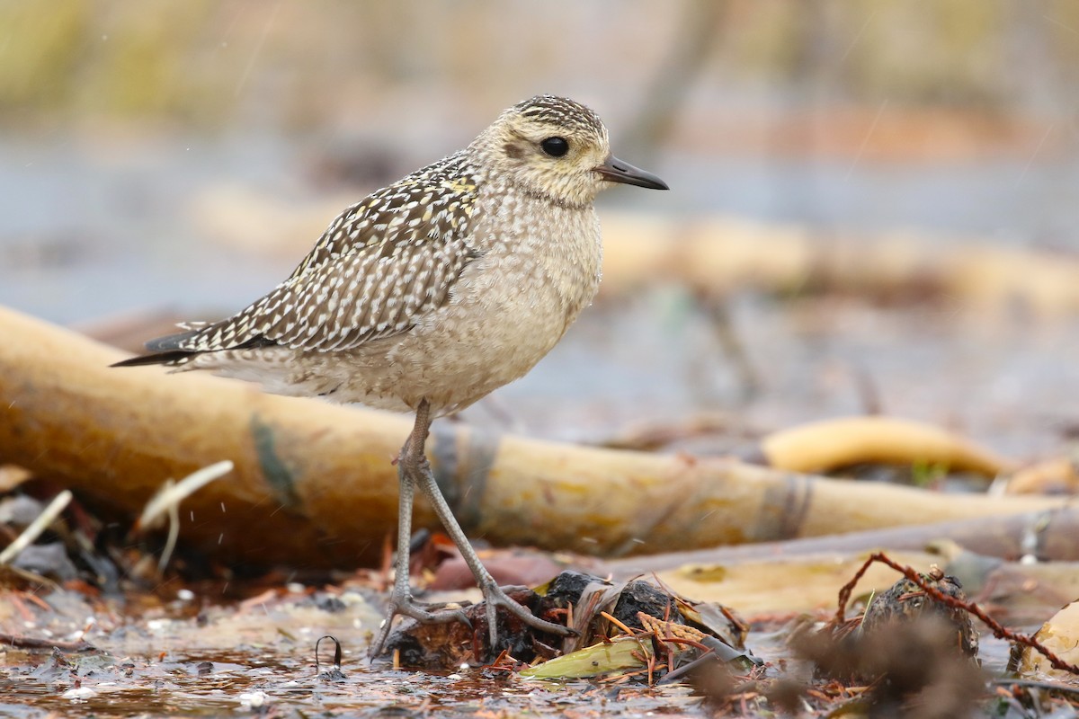 Pacific Golden-Plover - Jeremy Gatten