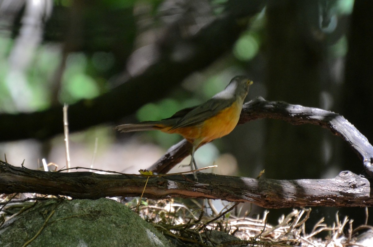 Rufous-bellied Thrush - ML386424121