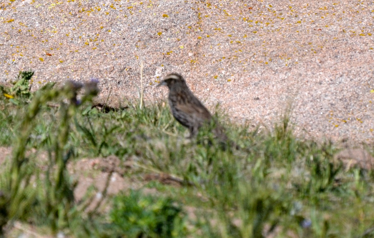 Plumbeous Sierra Finch - ML386424231