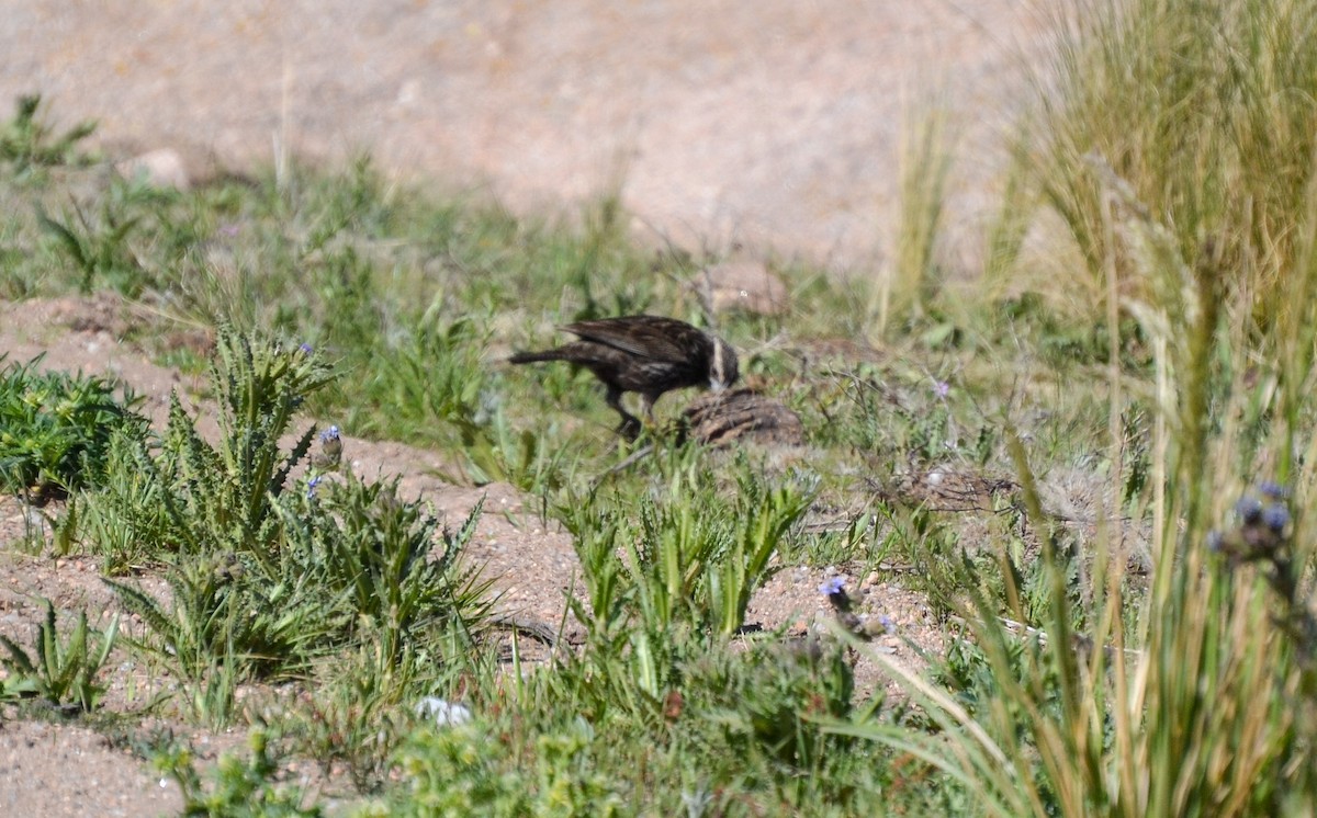 Plumbeous Sierra Finch - ML386424261