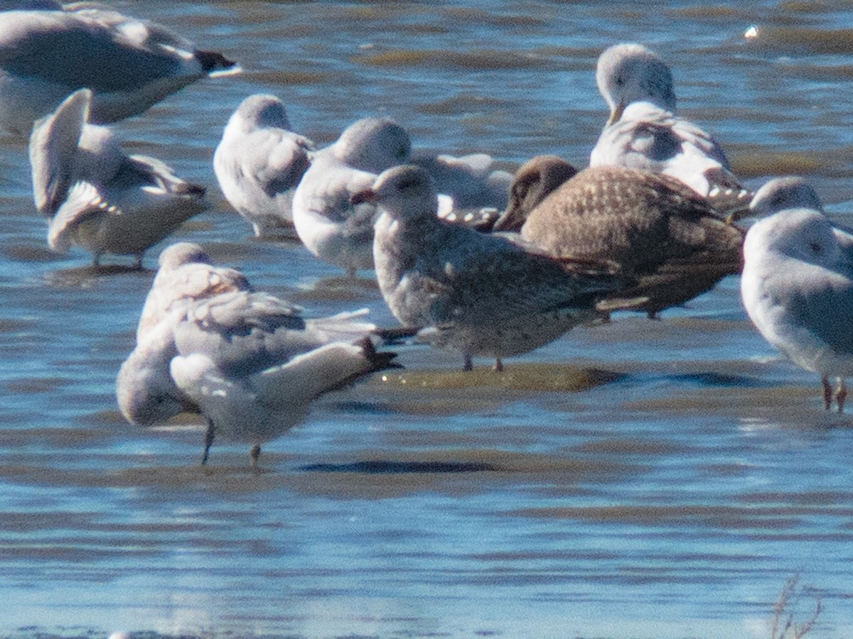 California Gull - ML386424431