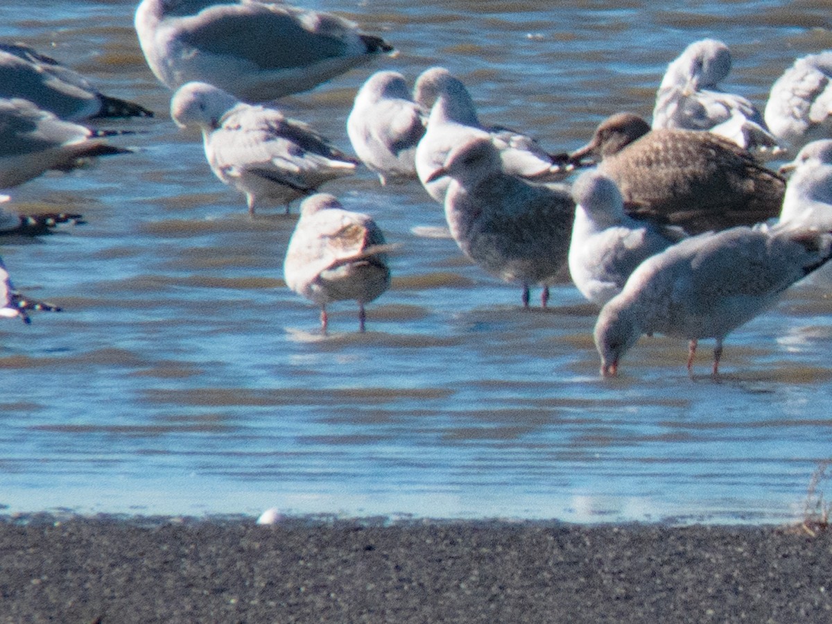 California Gull - ML386424591