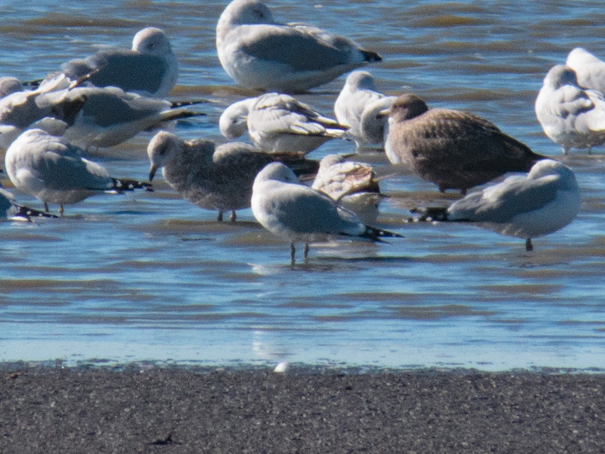 California Gull - ML386424631