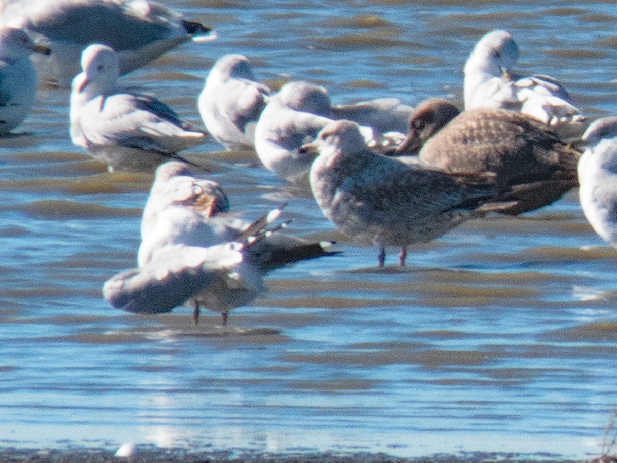 California Gull - ML386424661