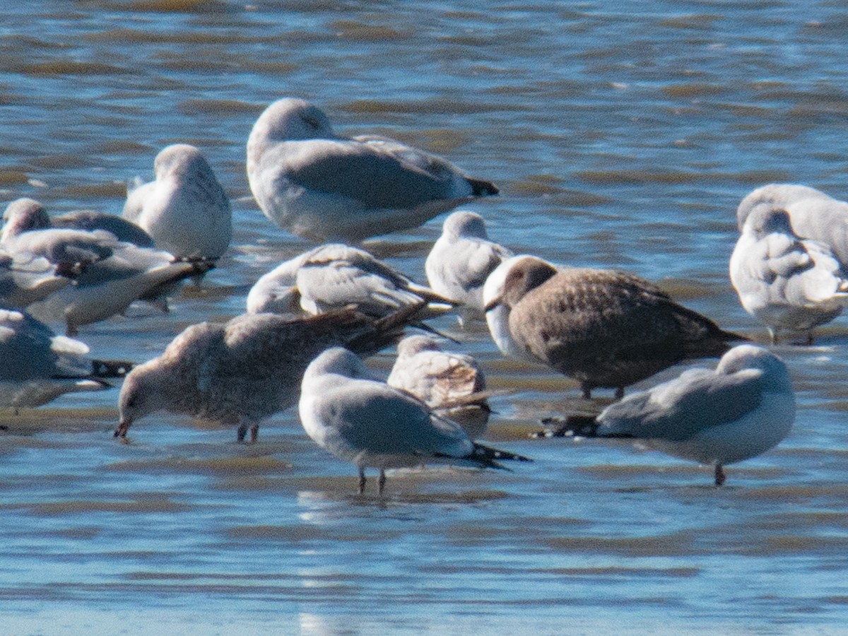 California Gull - ML386424681