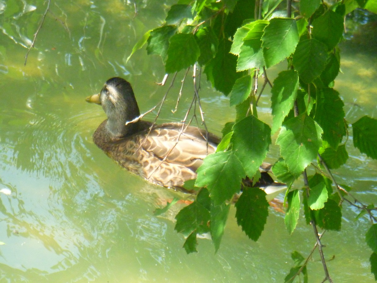 Mallard - ML386425381