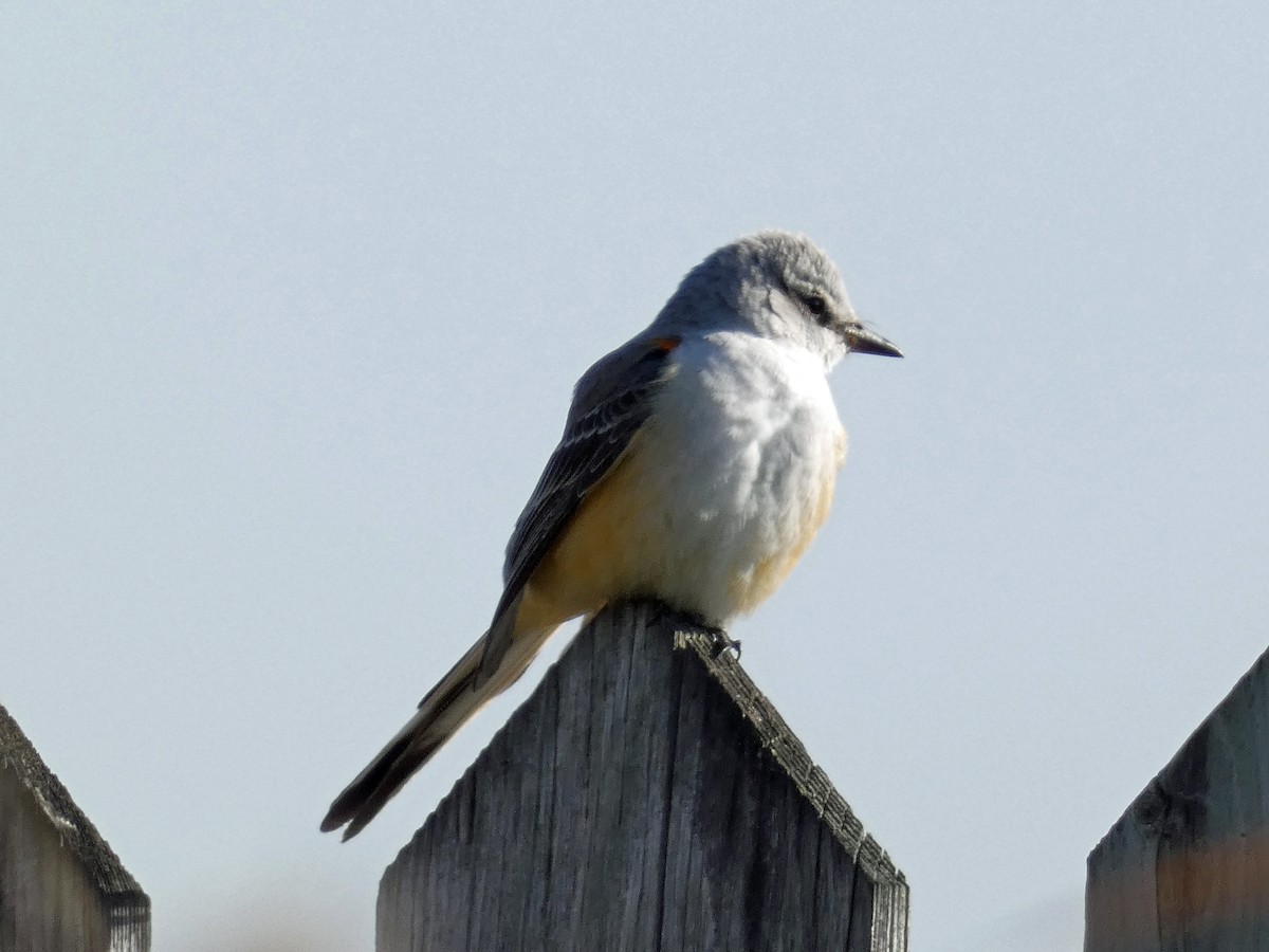 Scissor-tailed Flycatcher - ML386426231