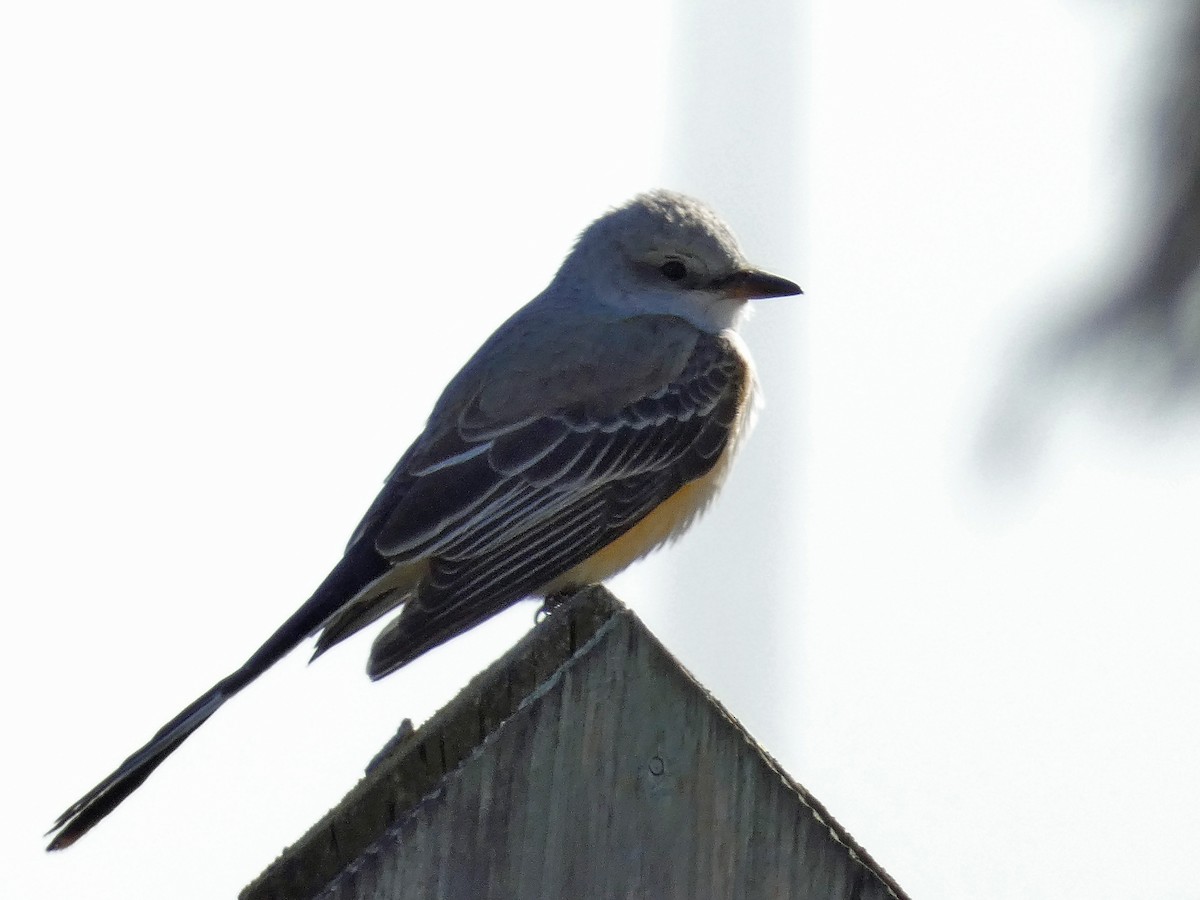 Scissor-tailed Flycatcher - ML386426441